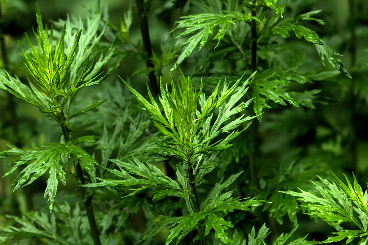 艾草 艾草的功效与作用