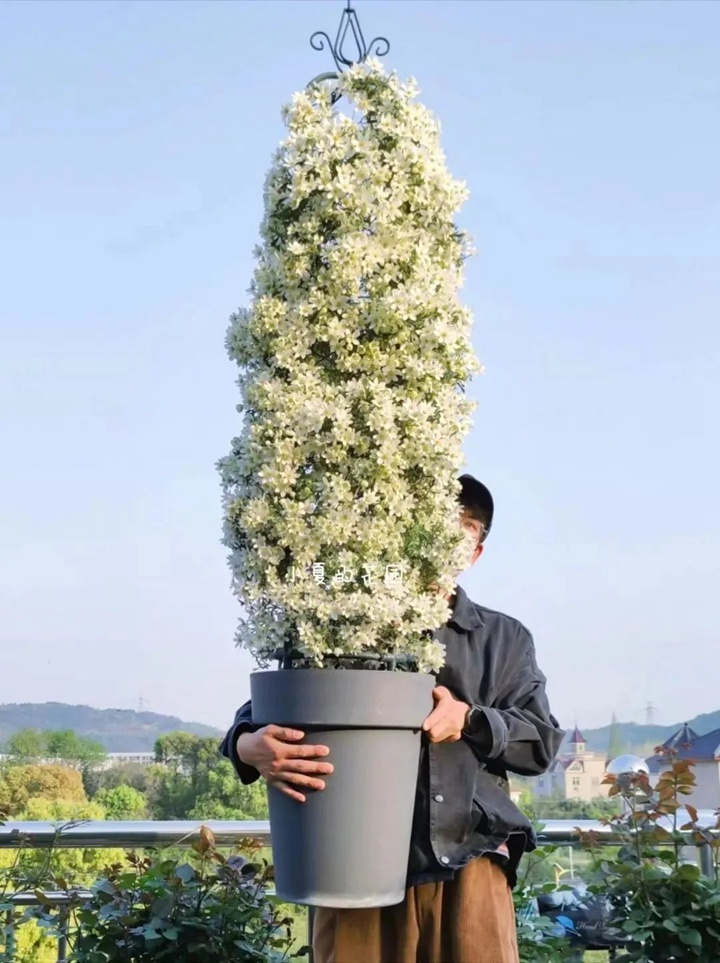 1675473203513744.jpg 铁线莲的品种如何来选择(不同组类铁线莲的区别)