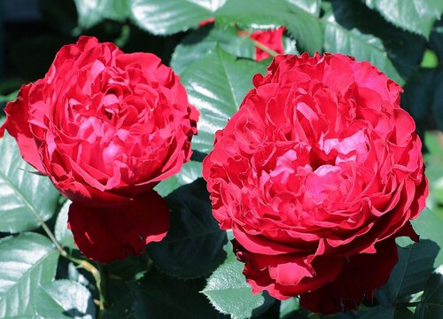 茶花女月季是藤本还是灌木