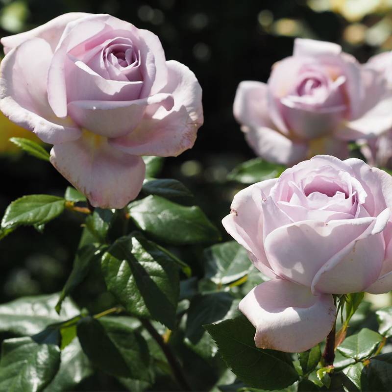 1675933003766574.jpg 骄傲The Pride