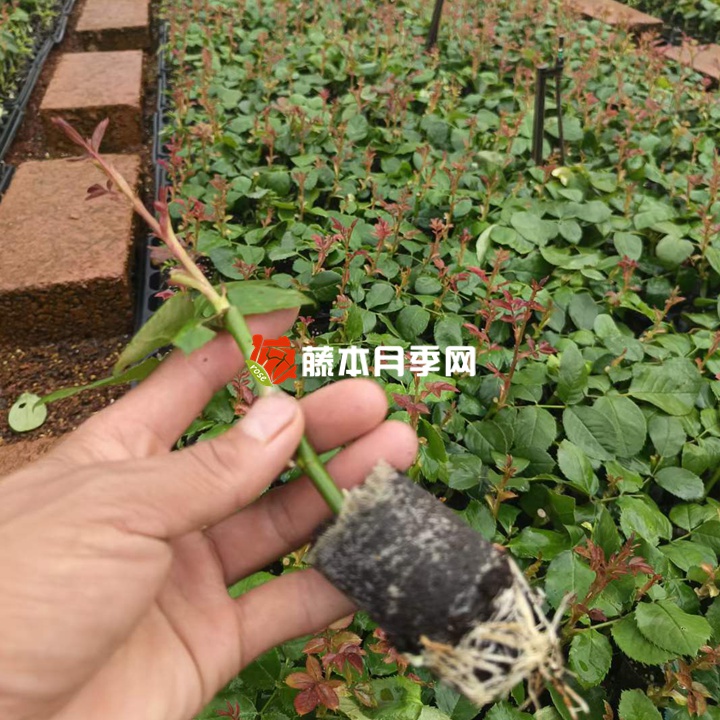1675994172146249.jpg 哪三种树可以用来嫁接月季?