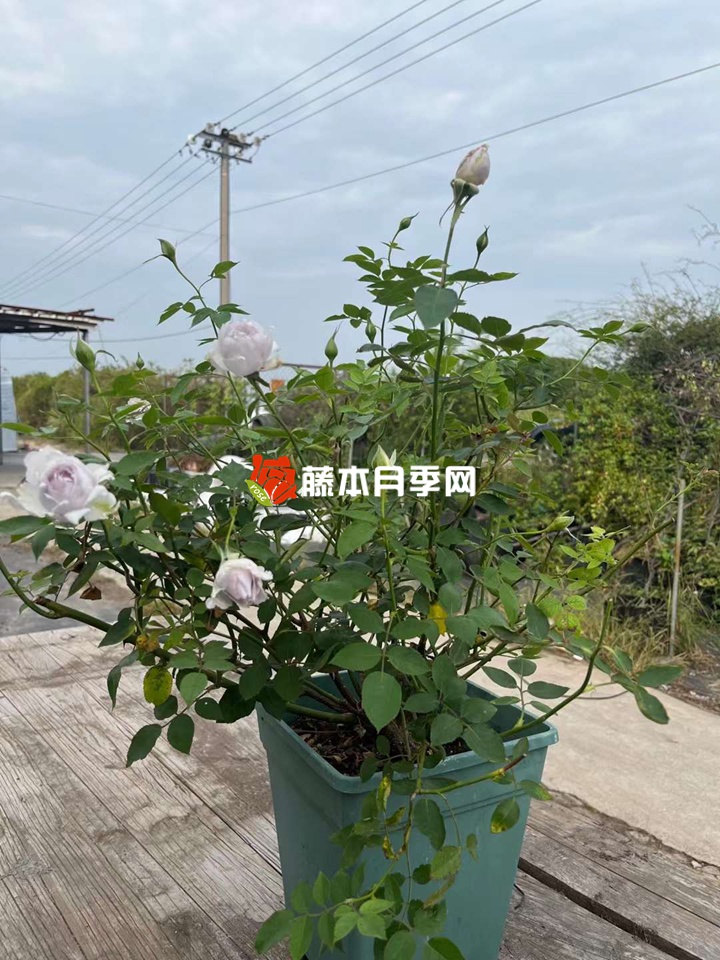 1675994210802499.jpg 哪三种树可以用来嫁接月季?