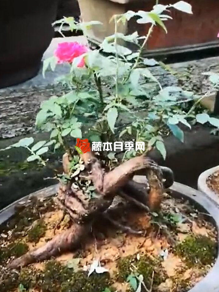 1675994264723254.jpg 哪三种树可以用来嫁接月季?