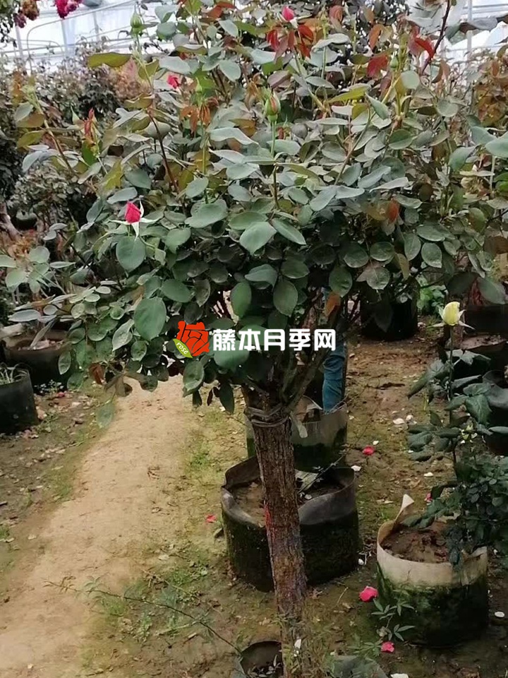 1675998204968372.jpg 2023年最新的树状月季批发价格