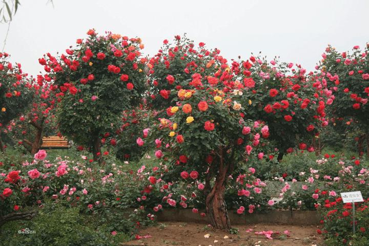 1676019232725635.jpg 月季树什么时候移栽最好