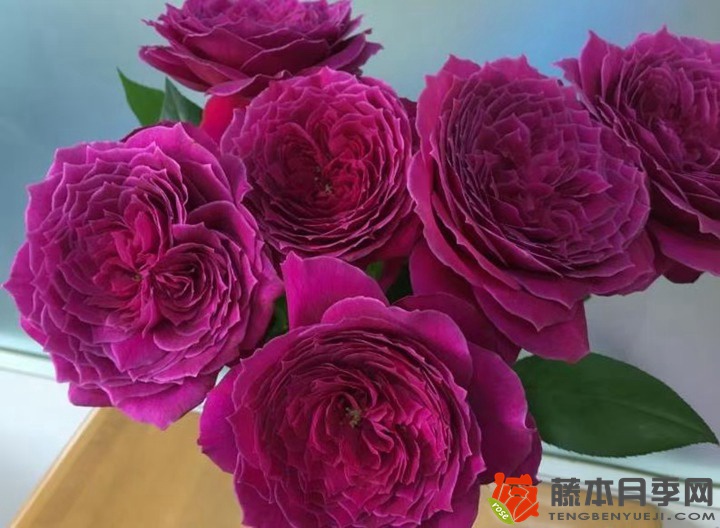 1676256713167074.jpg 月季花期如何施肥