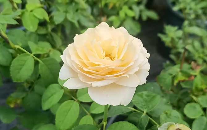 月季花叶子发黄枯萎是怎么回事?