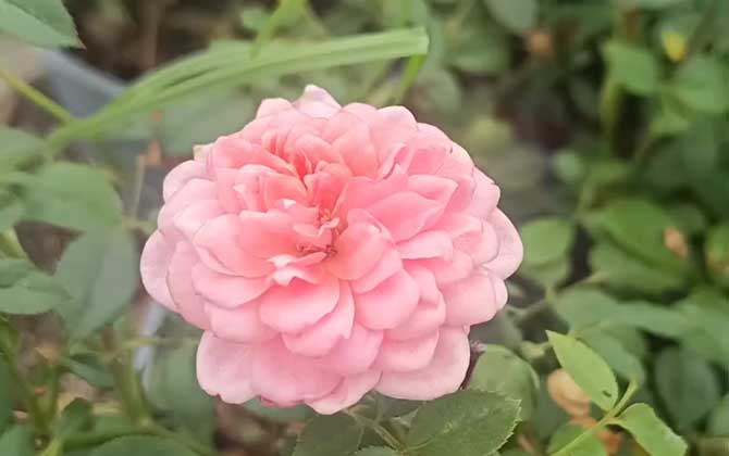 月季花叶子发黄枯萎是怎么回事?