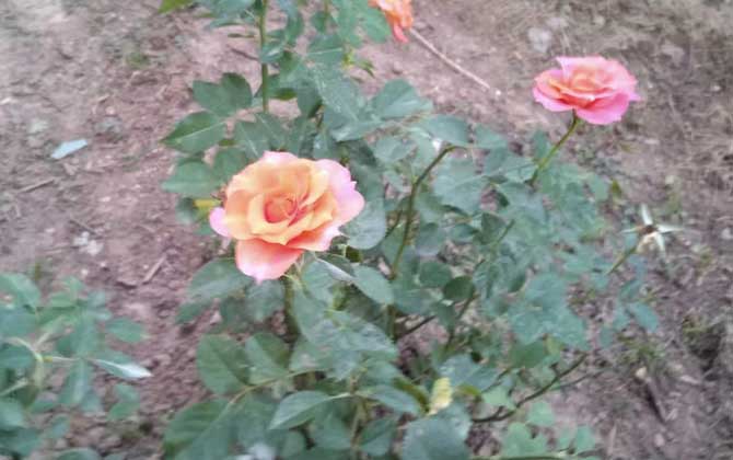 月季花叶子发黄枯萎是怎么回事?