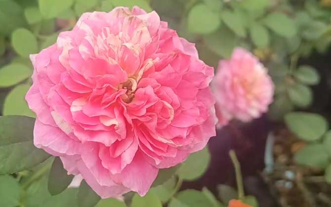月季花叶子发黄枯萎是怎么回事?