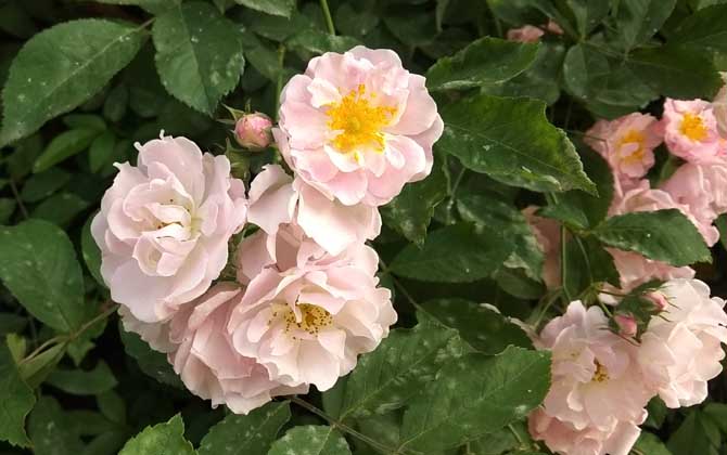 月季花叶子发黄枯萎是怎么回事?