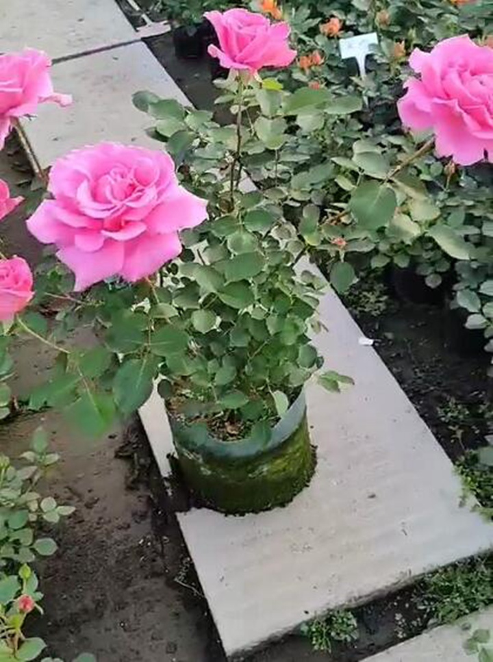 1676338222568121.jpg 刚买的月季老桩如何种植