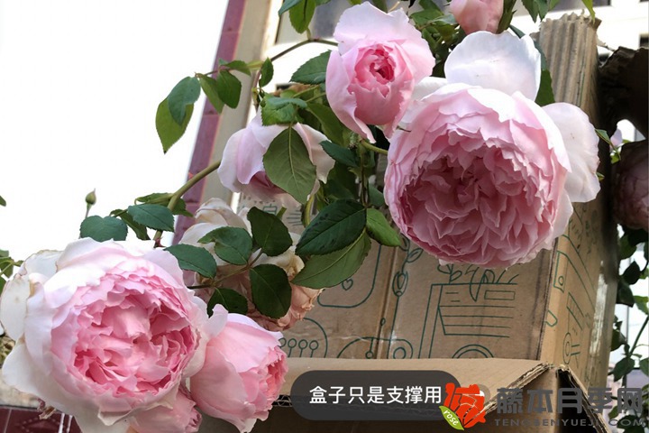 1676338936499634.jpg 地栽月季花冬天怎么过冬