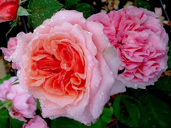 1676859151228744.jpg 莫莱纳之爱Amour de Molène