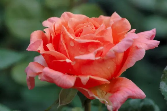 1676859151381954.jpg 莫莱纳之爱Amour de Molène