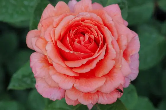 1676859151894436.jpg 莫莱纳之爱Amour de Molène
