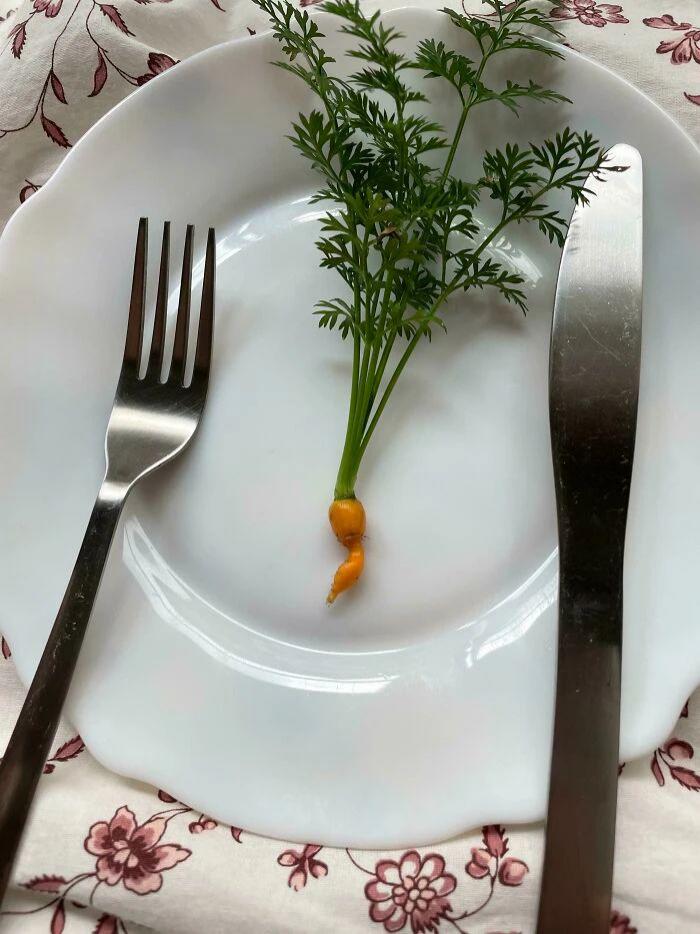 网友们的种植成果大赏