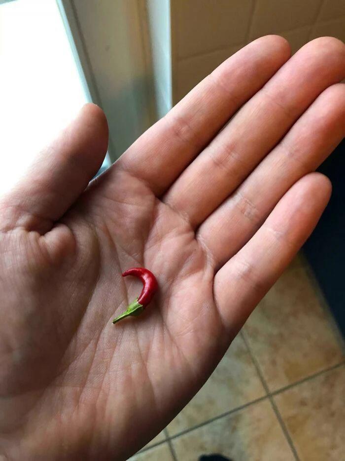 网友们的种植成果大赏