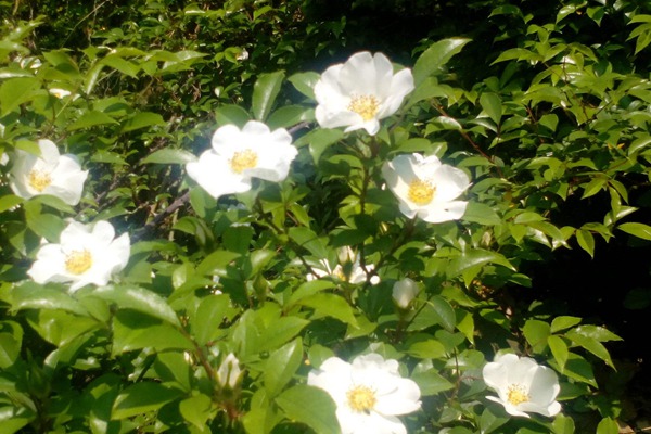 蔷薇 有几种树能嫁接月季