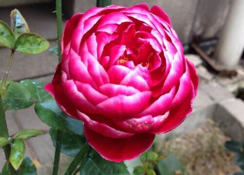 夏天养月季做好这几点 夏季如何养护月季越夏安全