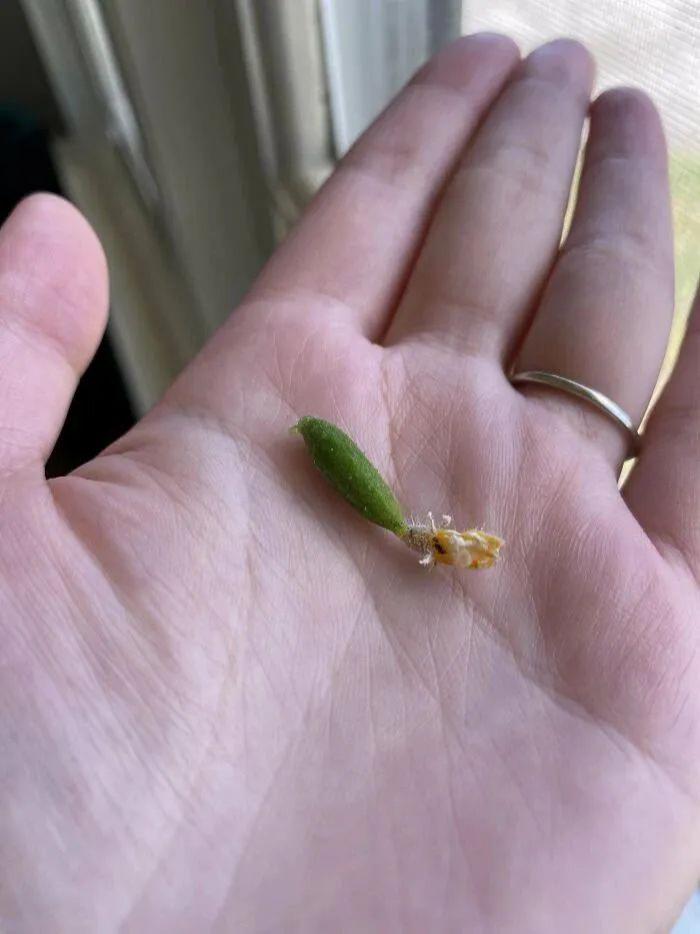 网友们的种植成果大赏