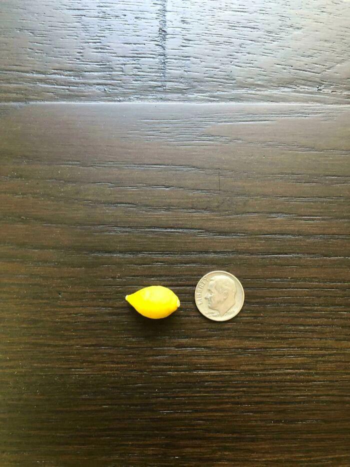 网友们的种植成果大赏