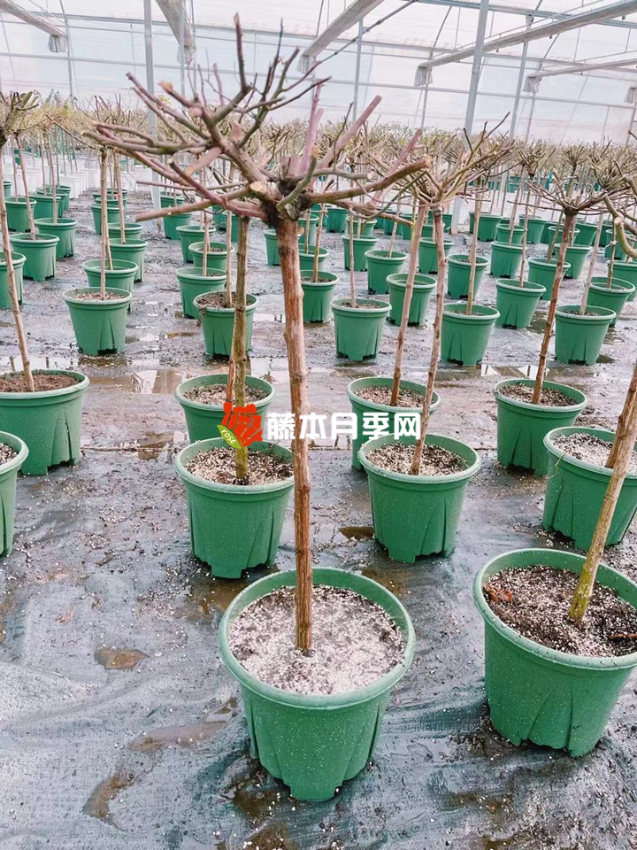 1675994836958981.jpg 月季嫁接最佳树桩