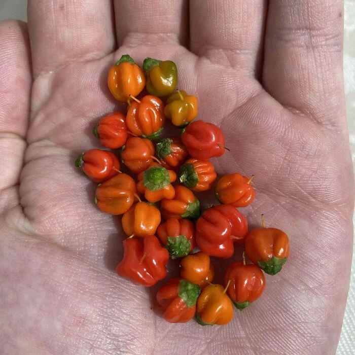 网友们的种植成果大赏