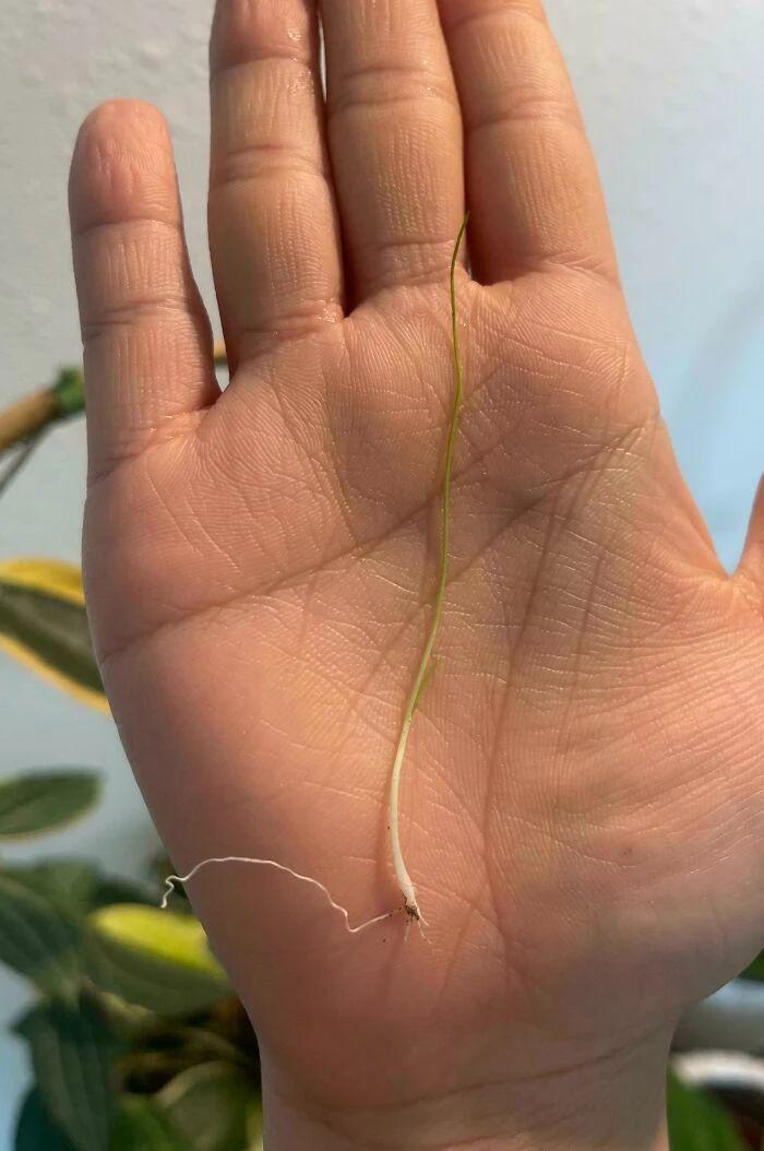 网友们的种植成果大赏
