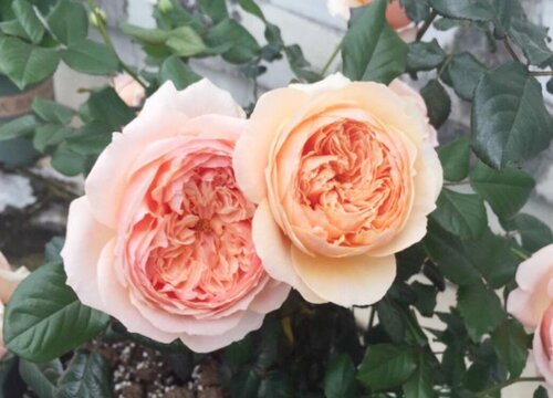 浓香月季品种有哪些(月季花期长香味浓的品种及图片)