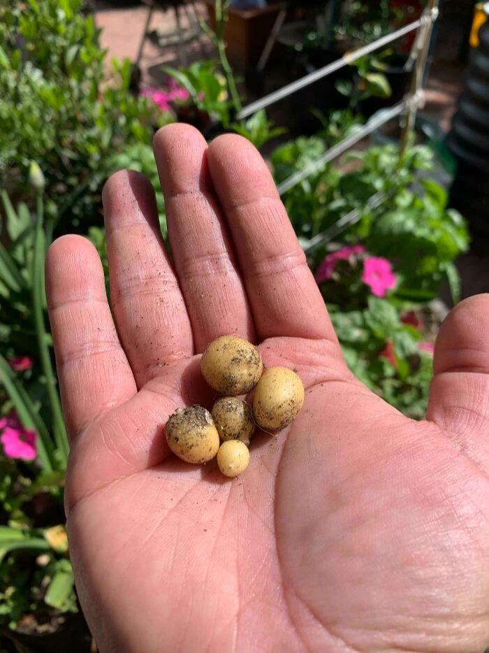 网友们的种植成果大赏
