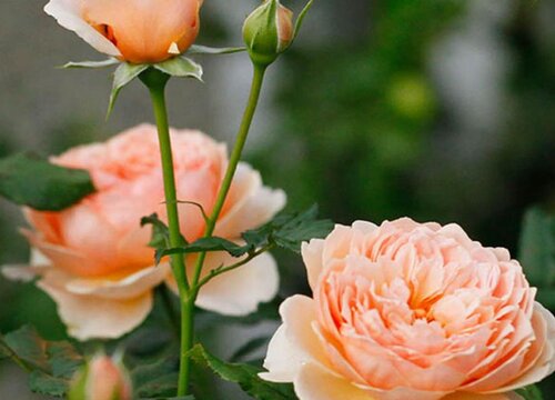 夏天养月季做好这几点 夏季如何养护月季越夏安全