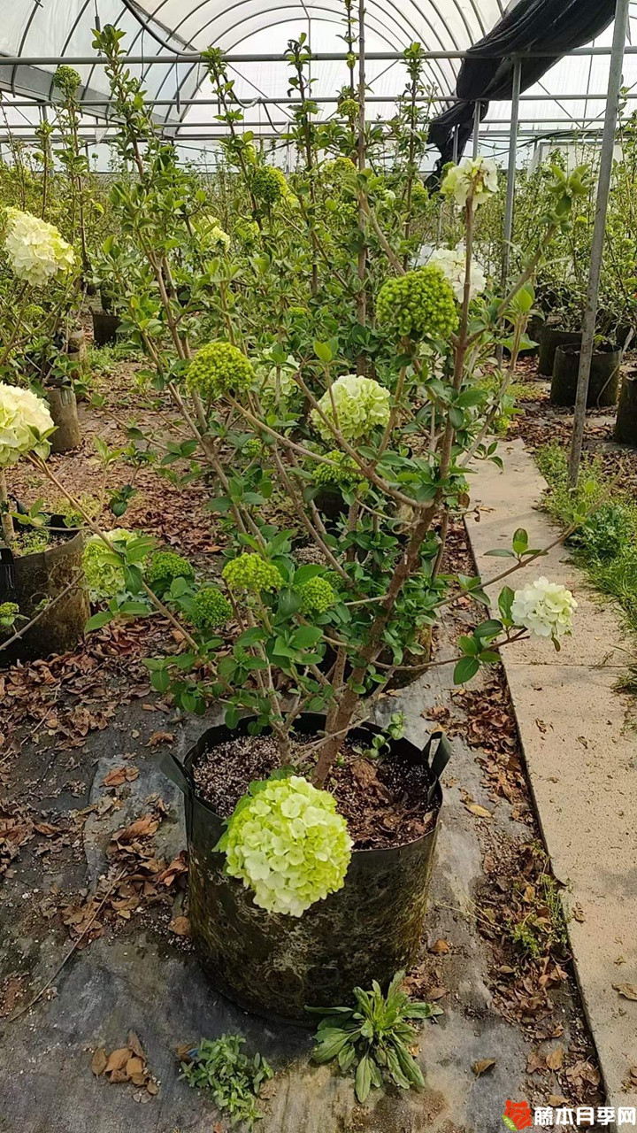 1678507389148223.jpg 中华木绣球美植袋苗带花苞花货