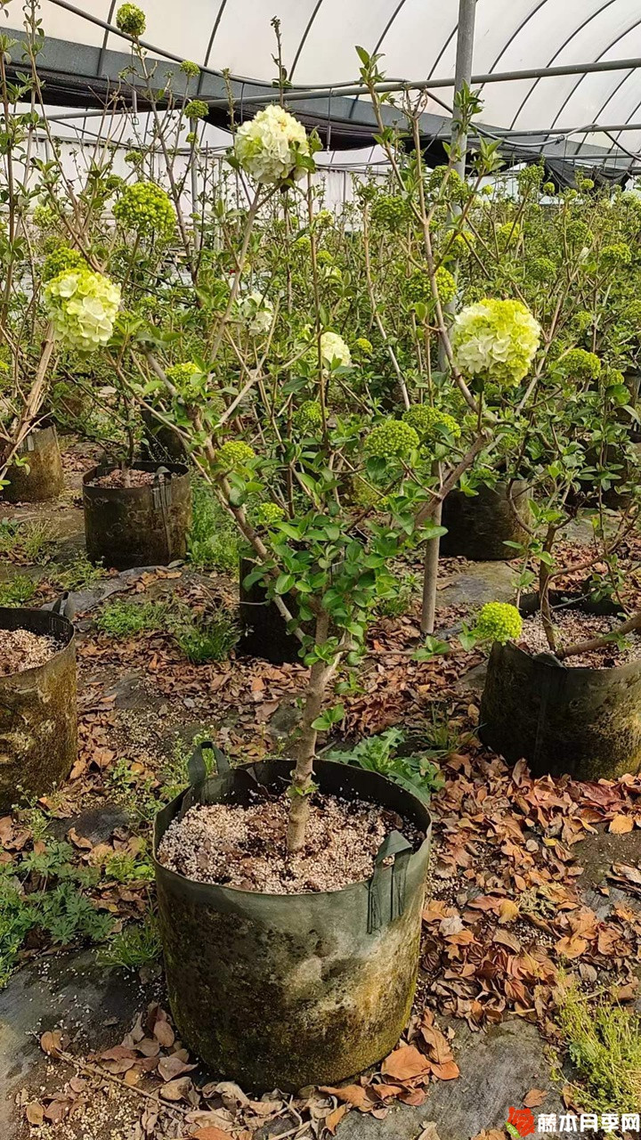 1678507389611970.jpg 中华木绣球美植袋苗带花苞花货