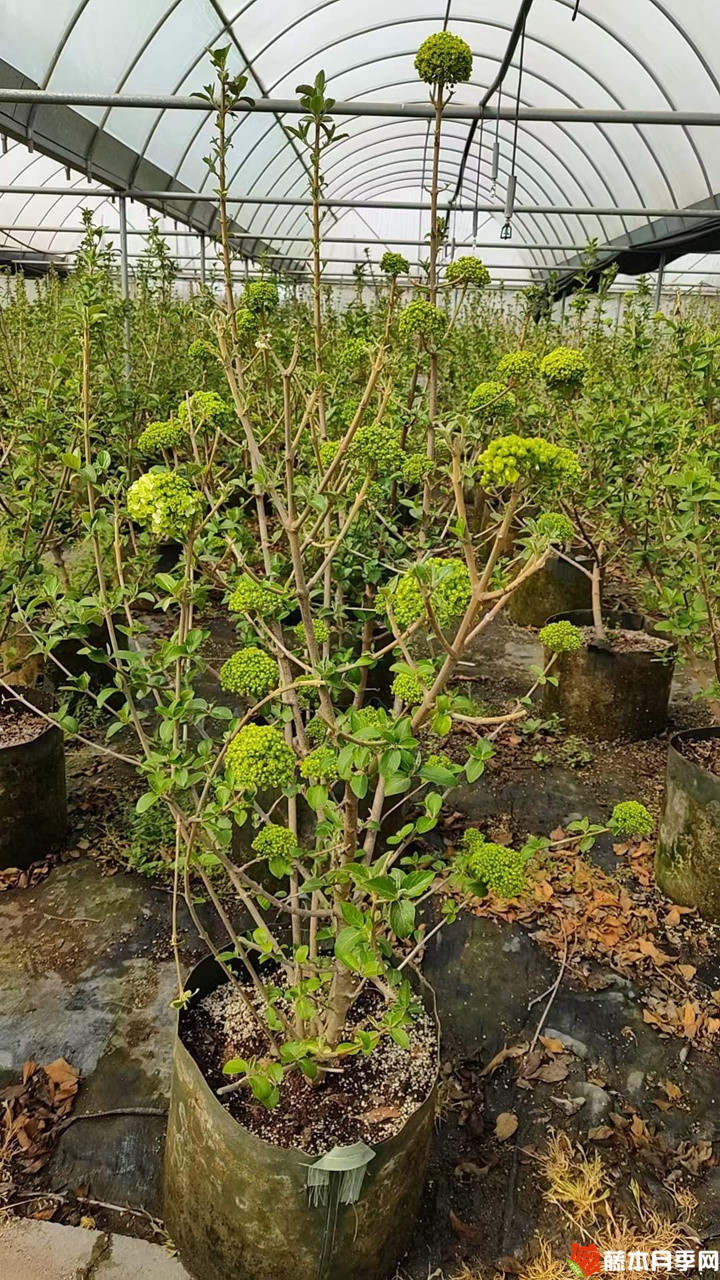 1678507389741339.jpg 中华木绣球美植袋苗带花苞花货
