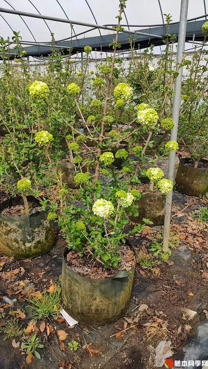1678507389858297.jpg 中华木绣球美植袋苗带花苞花货