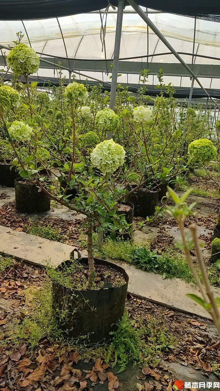 1678507390471696.jpg 中华木绣球美植袋苗带花苞花货