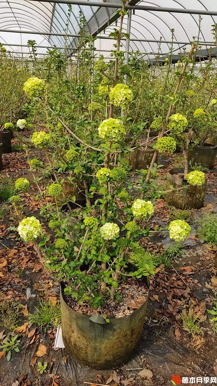 1678507390508999.jpg 中华木绣球美植袋苗带花苞花货