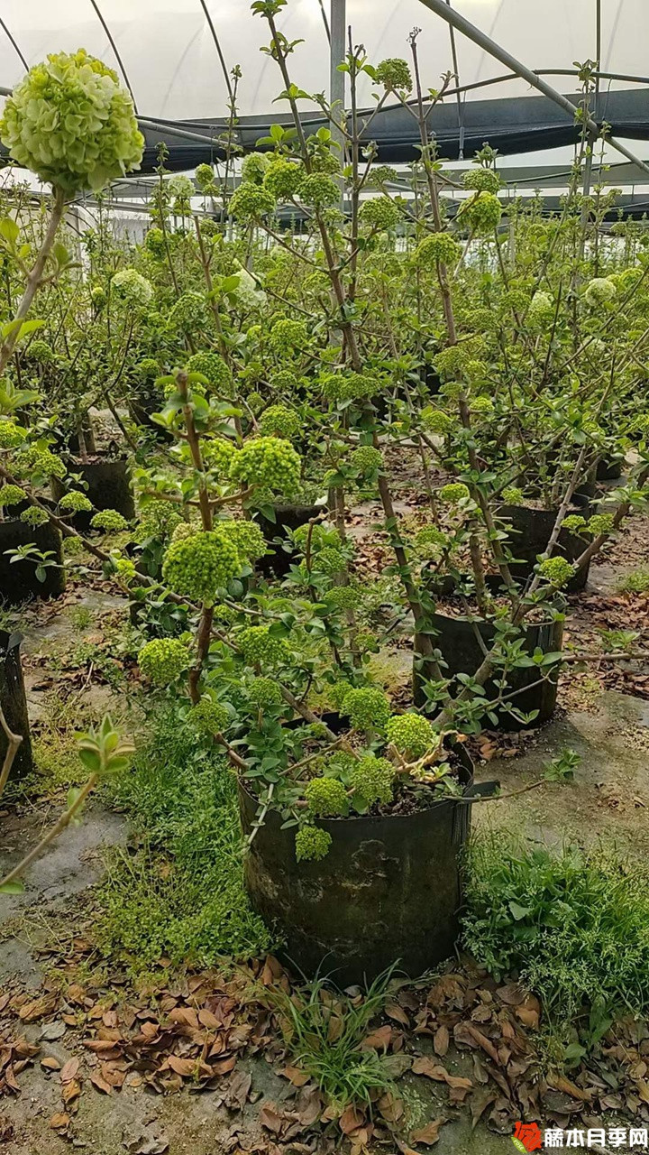 1678507390510760.jpg 中华木绣球美植袋苗带花苞花货