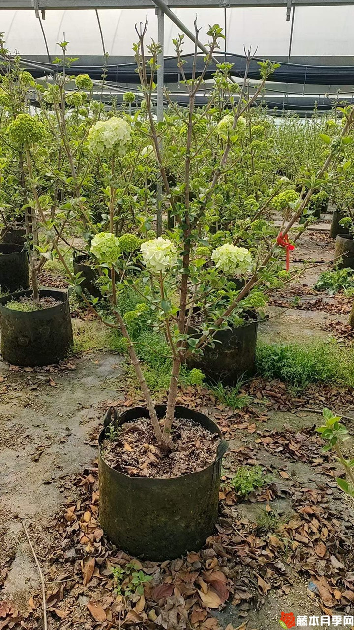1678507390863381.jpg 中华木绣球美植袋苗带花苞花货