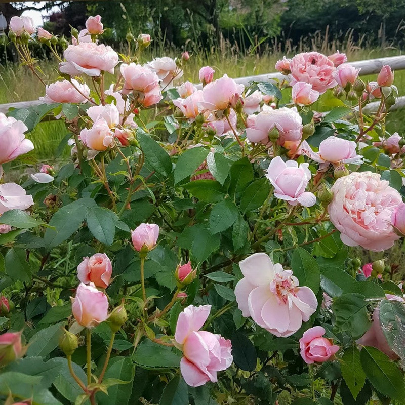 约翰·济慈 约翰·济慈