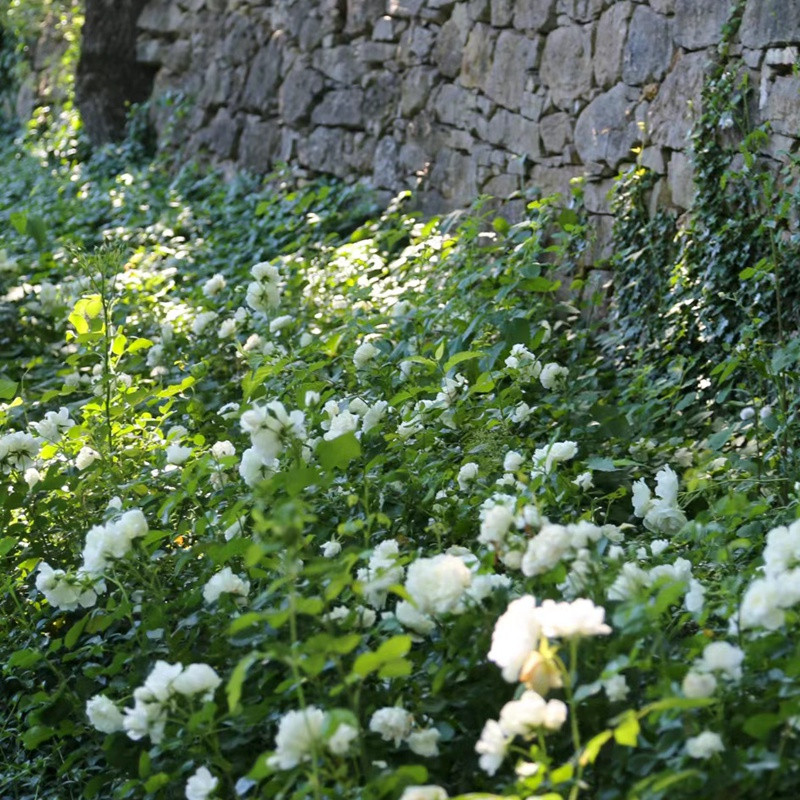 香草马卡龙 香草马卡龙