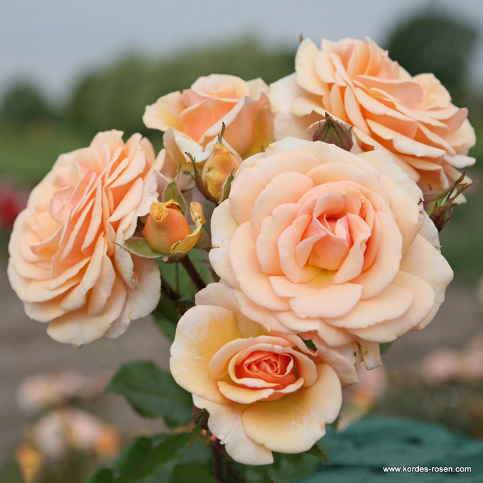 Sweet_Honey_1599545d5907b5.jpg