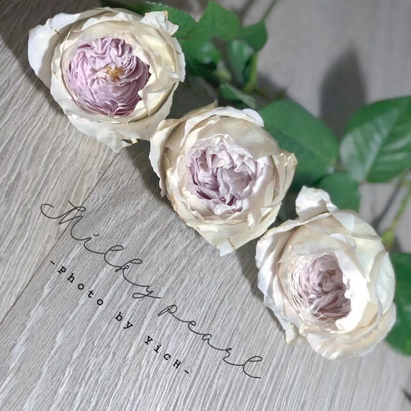 1684390514274198.jpg 牛奶珍珠Milky pearl