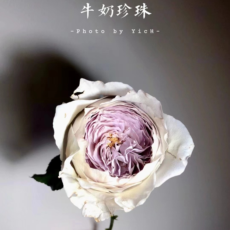 1684390514728870.jpg 牛奶珍珠Milky pearl