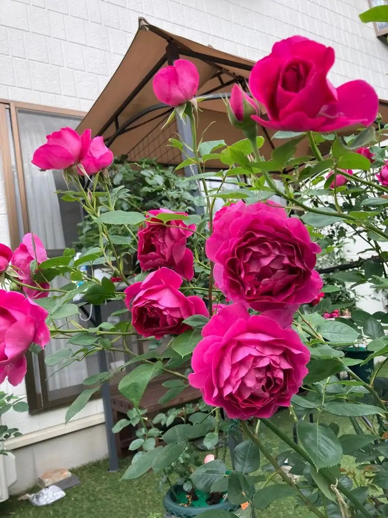 1699421769426785.jpg 胭脂口红Praline Rouge