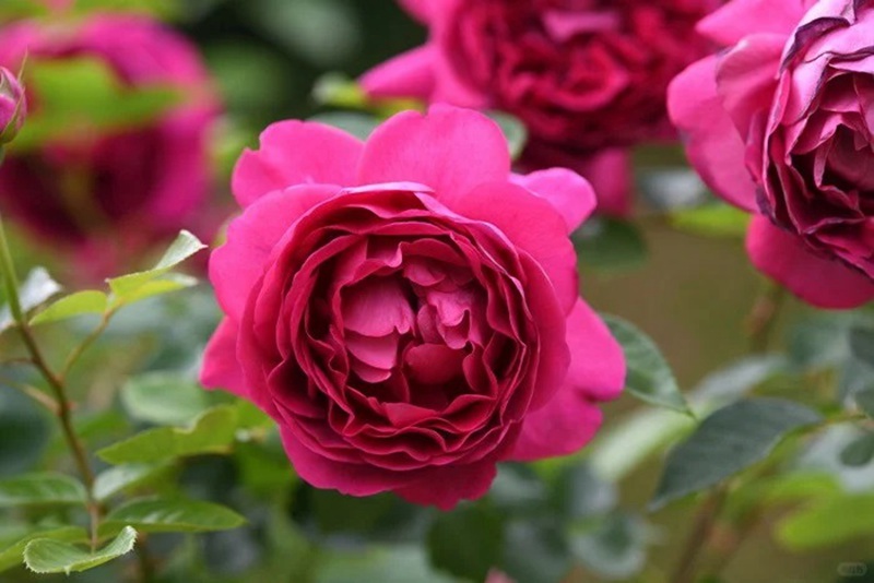 1699421769773362.jpg 胭脂口红Praline Rouge