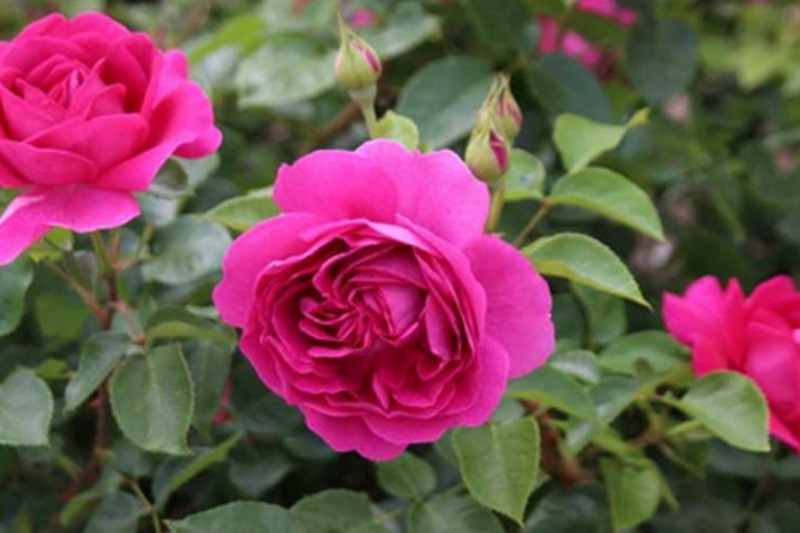 1699421769903266.jpg 胭脂口红Praline Rouge