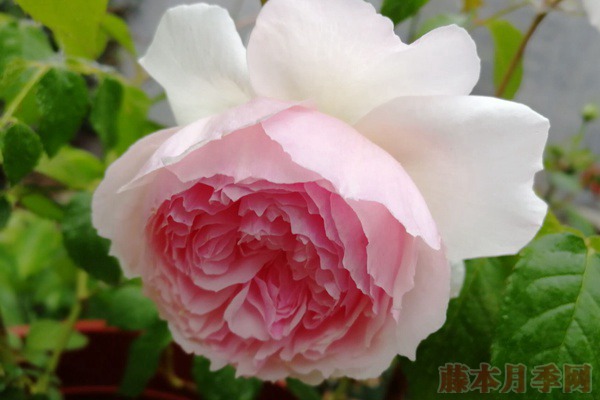 1699515615437463.jpg 粉伍德和威基伍德的区别