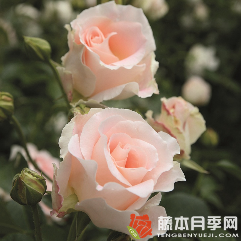 1699593445804815.jpg 可可洛可可月季优缺点